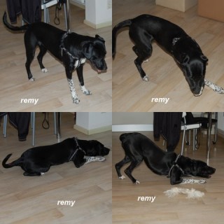 remy c1 1667-304-6